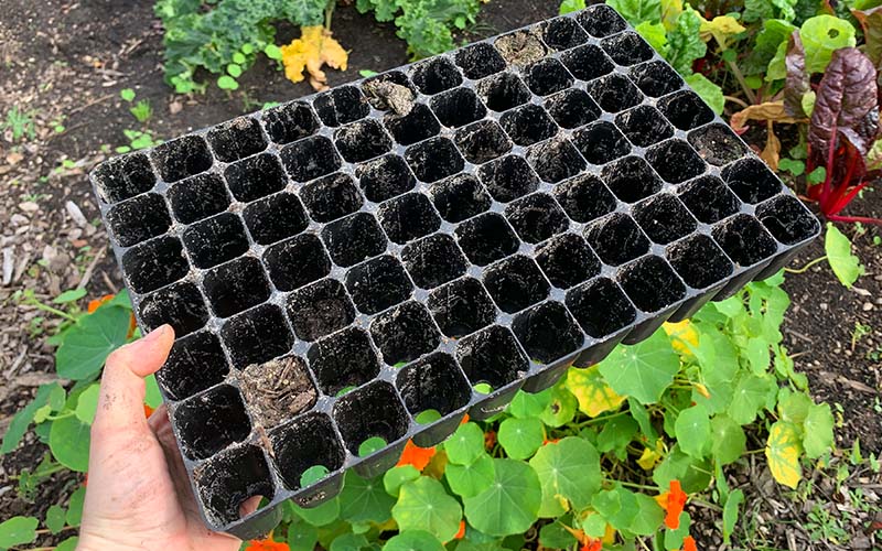 Seed-Starting-Trays  