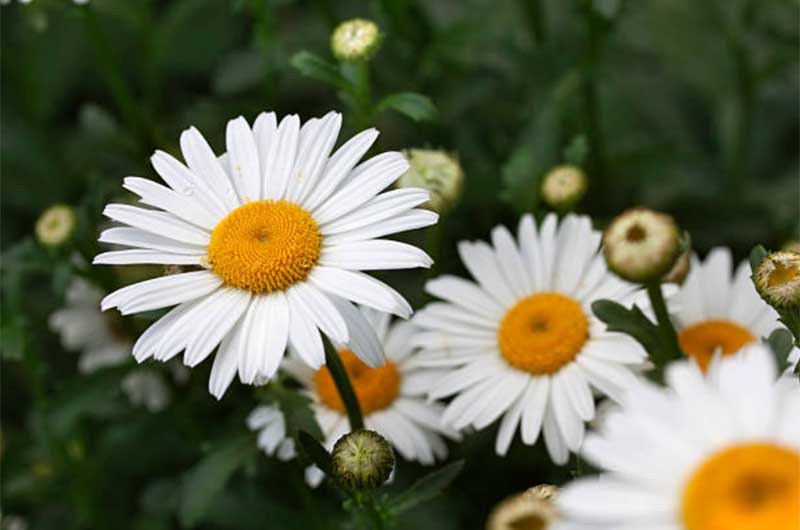 Shasta-Daisies  