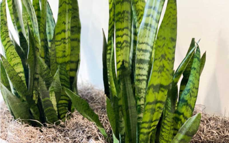 Snake-Plant  