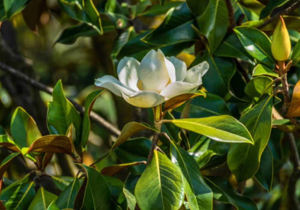 Southern-Magnolia  