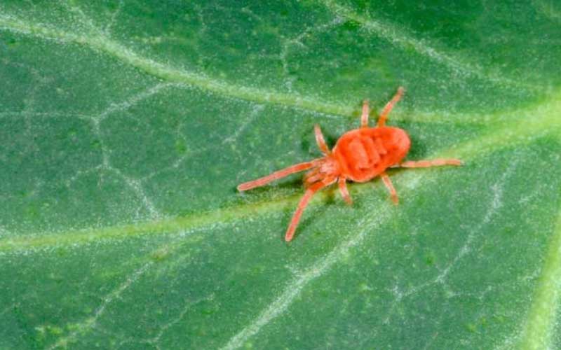 Spider-Mites  