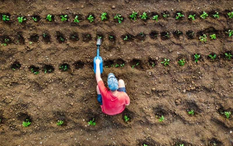 Sustainable Gardening