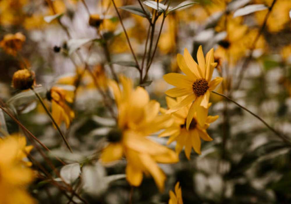 Thin-Leaved-Sunflower  