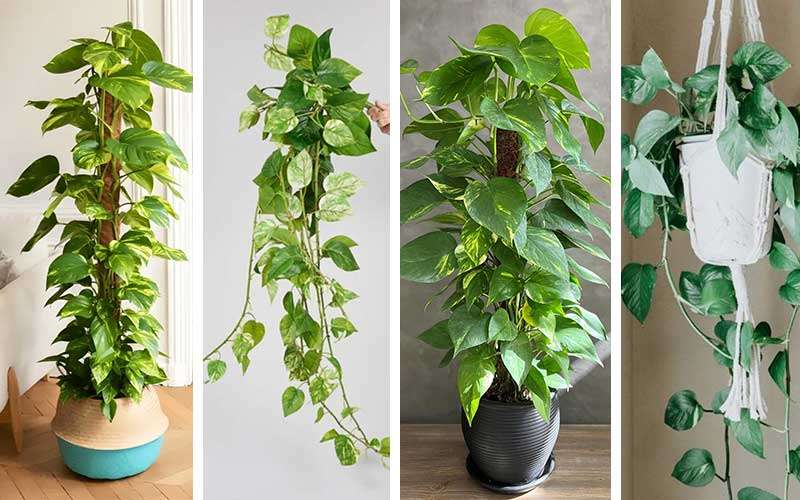 Ultimate-Pothos-Plant-Care-Tips-for-Beginners  