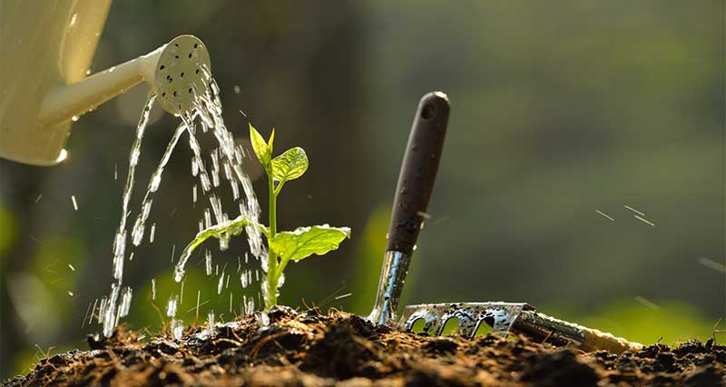 Water-Wisely-Best-Practices-for-Plant-Hydration  