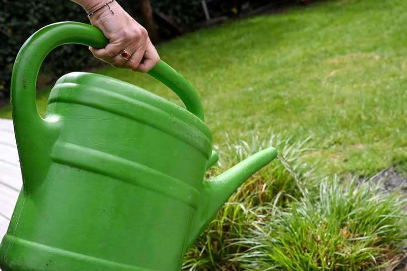 Watering-Can-or-Hose  