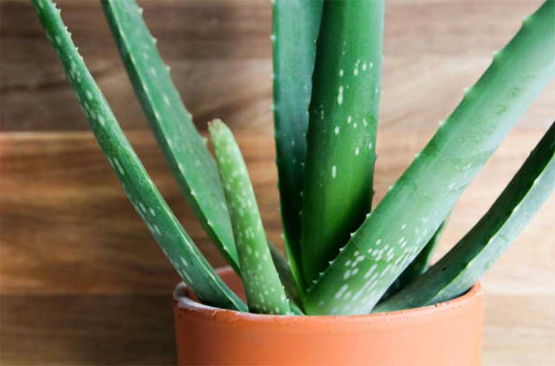 What-Triggers-Aloe-Vera-to-Bloom  