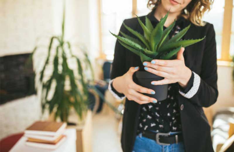 When-Do-Aloe-Vera-Plants-Bloom  