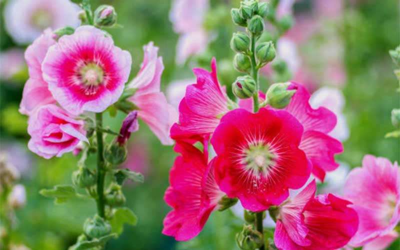 Why-Grow-Hollyhocks  