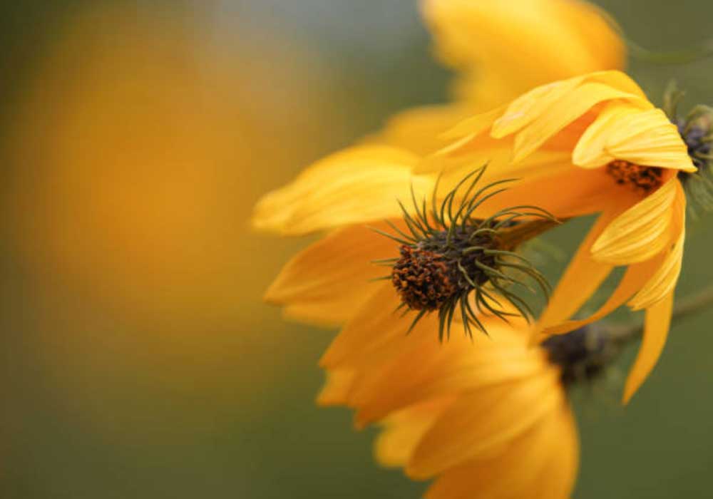 Willow-Leaved-Sunflower  