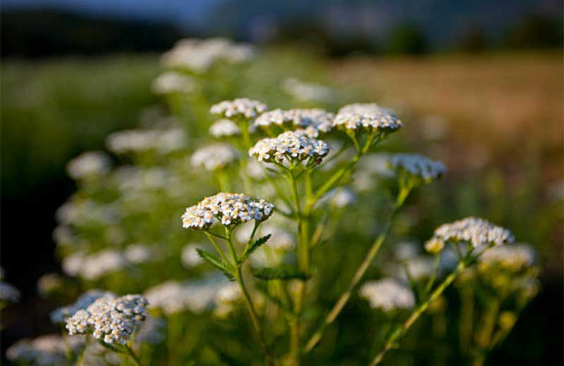 Yarrow  