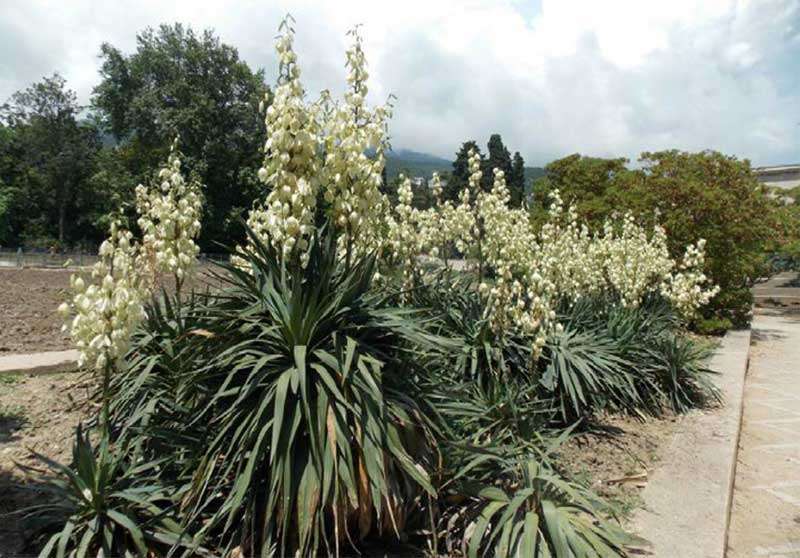 Yucca-recurvifolia  