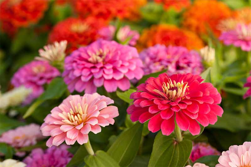 Zinnias  