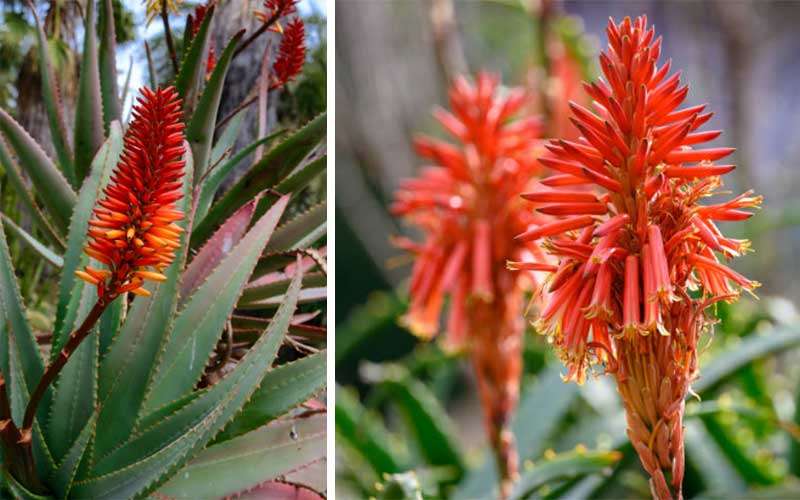 Flowering Aloe Vera Plants