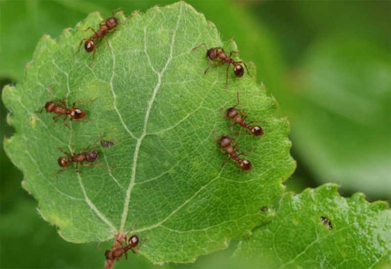 ants-in-my-plants  