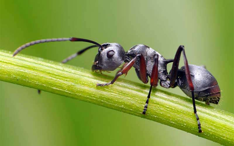 Discover how to manage ants in your plants with natural solutions. Learn effective ways to prevent and eliminate ants to protect your garden and houseplants from pests like aphids.