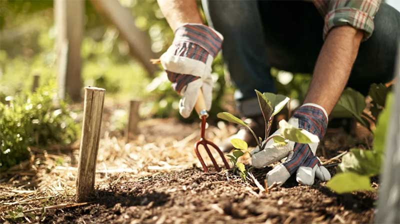 gardening-gloves  