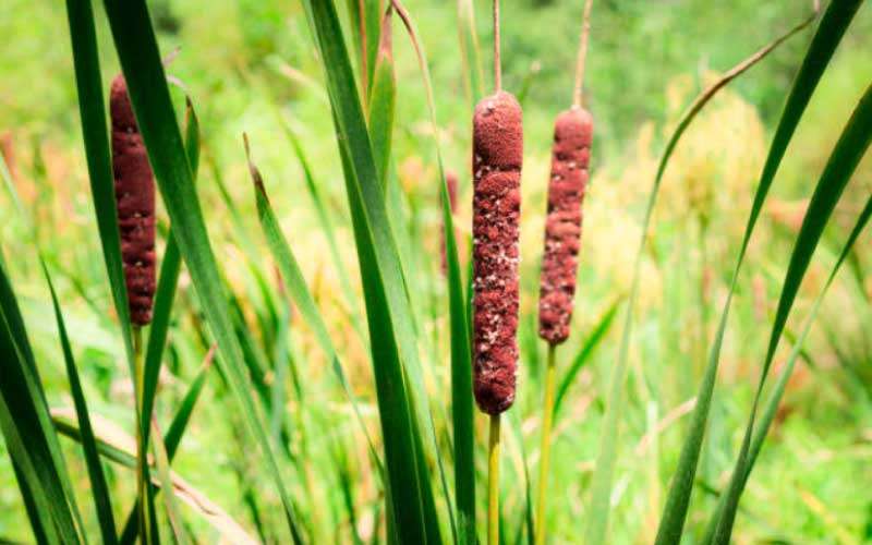 growing-cattails  