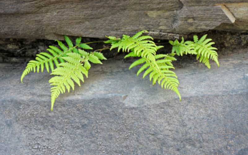 growing-royal-ferns  