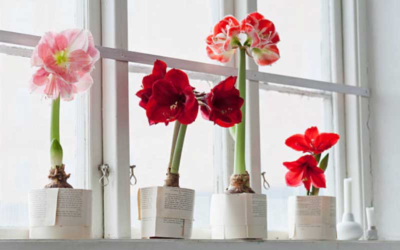 how-to-care-for-amaryllis  