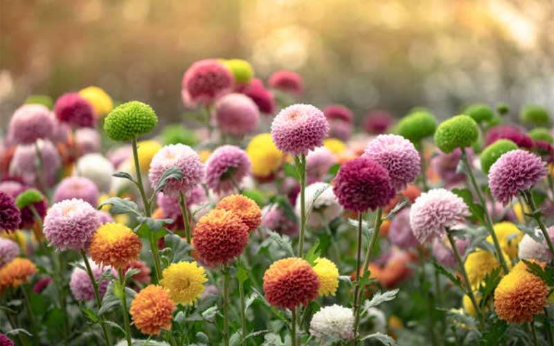 Learn about mums flowers – vibrant, fall-blooming plants that add color to gardens. Discover care tips for longer-lasting blooms and healthy growth.