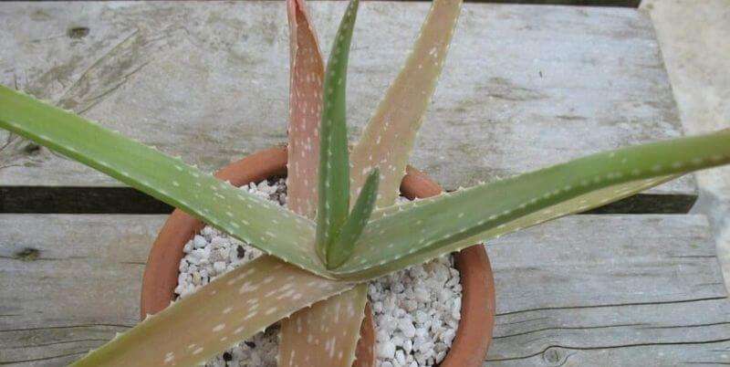 Aloe-Vera-turning-brown  