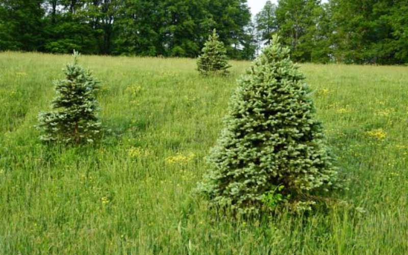 Balsam-Fir  