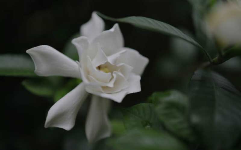 Cape-Jasmine-Gardenia-Plants  