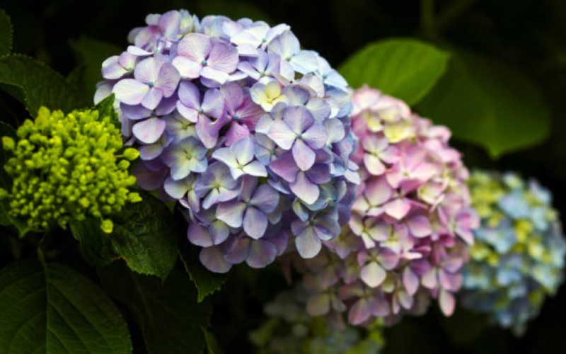 Hydrangea-Heads  