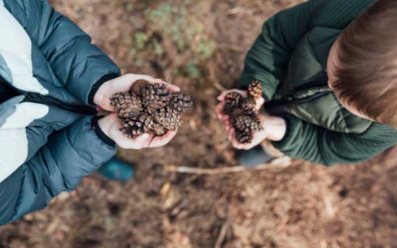 Pinecones  