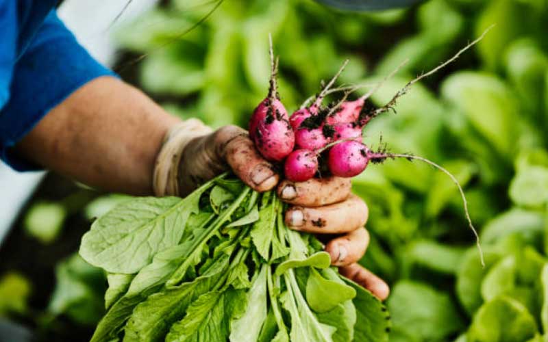 Radishes  