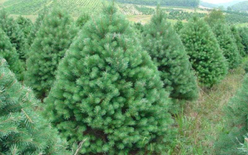 Scotch-Pine  