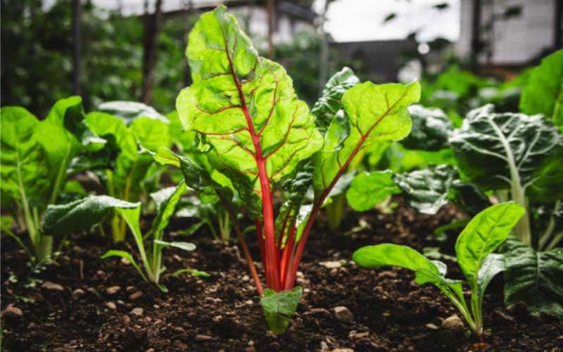 Swiss-Chard  