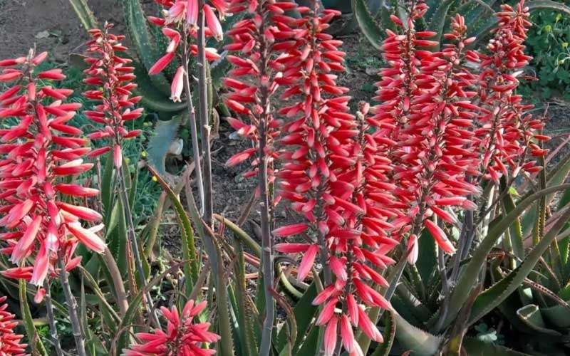 What-Time-of-Year-do-Aloe-Blooms  