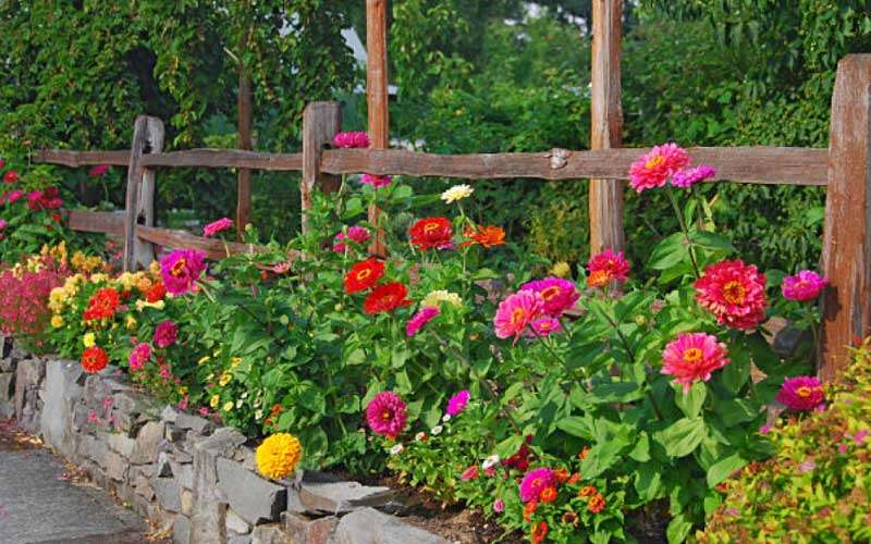 Why-Grow-Zinnia-Flowers  