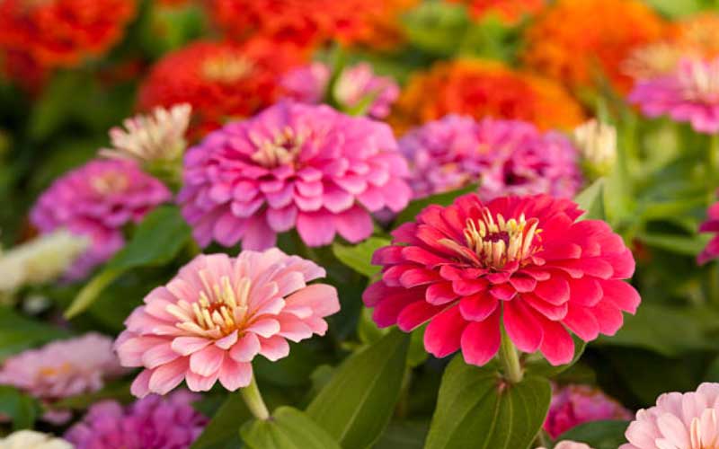 Zinnia-Flowers  