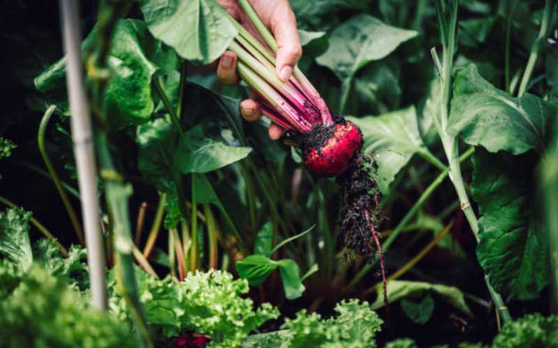 growing-beets-in-pots  