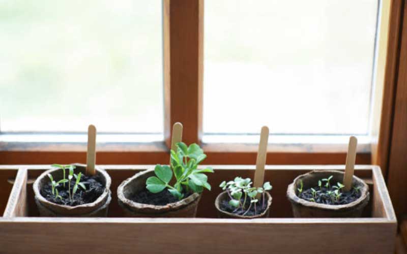 growing-broccoli-in-pots  