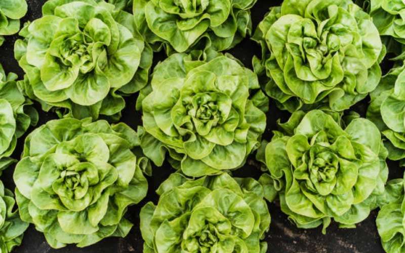 growing-lettuce-in-pots  