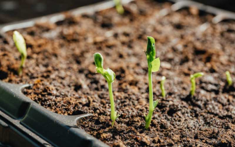 growing-peas-in-pots  