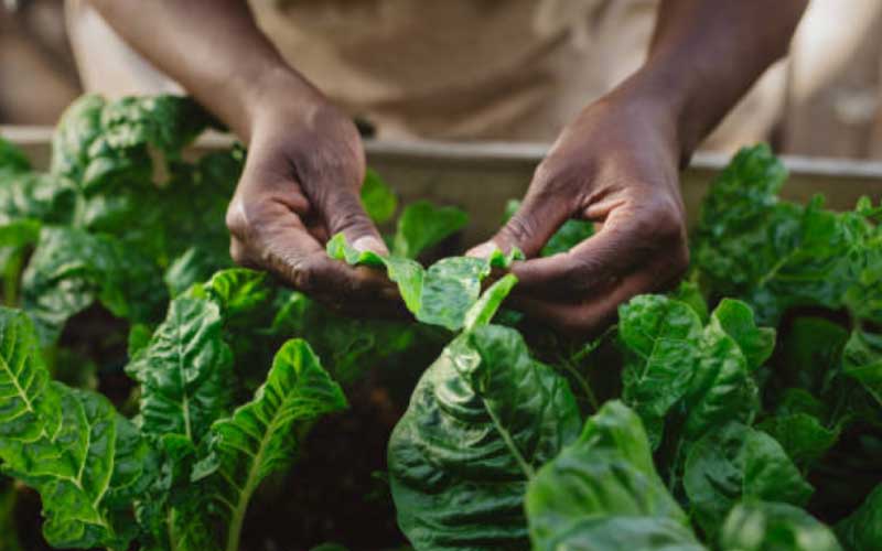 growing-spinach-in-pots  