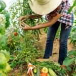 The-Importance-of-Crop-Rotation-in-Organic-Gardening-150x150  